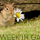 Illustration for article titled The Week In Games: Look At This Chipmunk